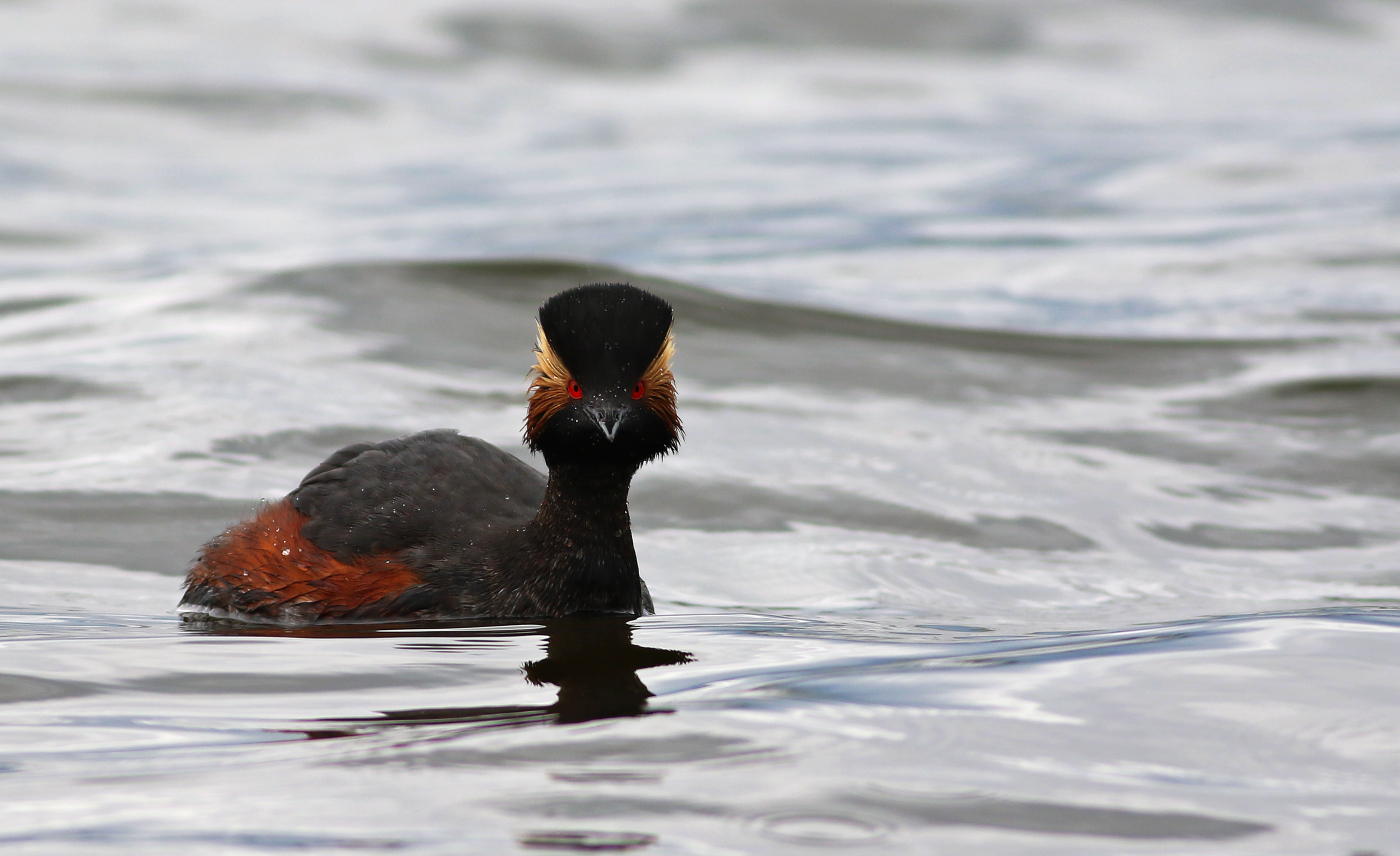 Eared Grebe — Ana fotoğraf